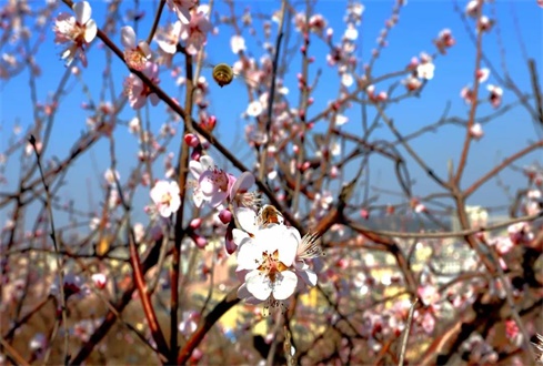 眾志成城戰(zhàn)“疫”情，校企合作“再出發(fā)”